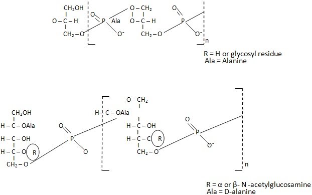 Teichoic acid